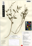 Oenothera rosea L'Hér. ex Aiton, Guatemala, J. J. Castillo Mont 2308, F